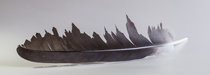 Feather series, 2015